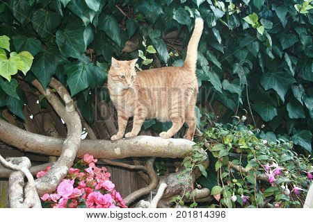 A Tabby cat stands on a thick branch of a vine looking intently at something nearby. His tail is standing upright. Flowers bloom below the cat.