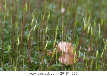 Moss (Atrichum undulatum) close up shot local focus