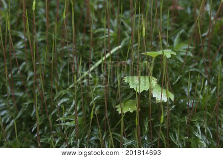 Moss (Atrichum undulatum) close up shot local focus