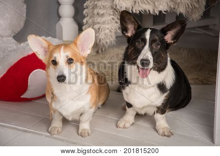 Portraits of beautiful welsh corgi corgi dogs cardigan black and welsh corgi pembroke redheads sitting on a white wooden floor