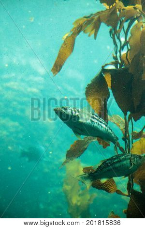 Mojarra grunt Haemulon scudderii found among the giant kelp Macrocystis pyrifera forests of California and Baja.
