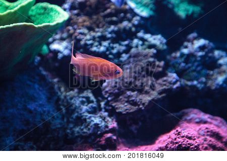 Lyretail Anthias Fish Known As Pseudanthias Squamipinnis