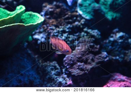 Lyretail Anthias Fish Known As Pseudanthias Squamipinnis