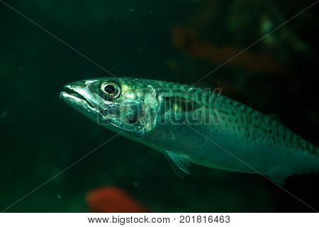 Pacific sardine fish Sardinops sagax swims among giant kelp Macrocystis pyrifera in Southern California
