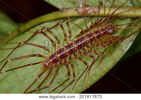 image of a house centipede on green leaf