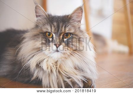 Close up of Persian cats Playing in a Cat Cafe coffee shop
