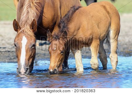 Brown mother horse and foal drinking water on the watering place