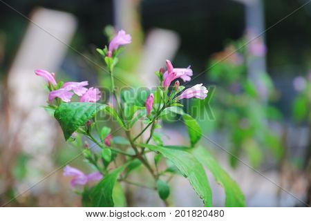 The Plants For Chinese Medicine