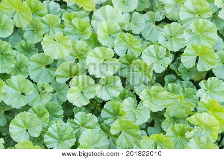 Background of a lawn with leaves of the dwarf mallow