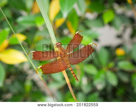 Red Grasshawk dragonfly (Neurothemis fluctuans) also known as Common Parasol is a dragonfly in the family Libellulidae. It is widespread in many Asian countries.
