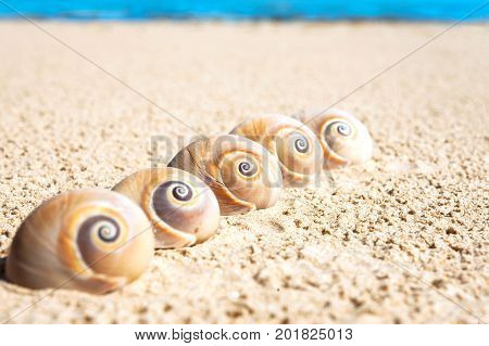 Five sea shells on the beach sand. Landsnail. Summertime outdoors close-up horizontal image.