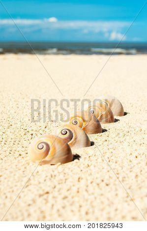 Five sea shells on the beach sand. Landsnail. Outdoors summertime close-up vertical image.