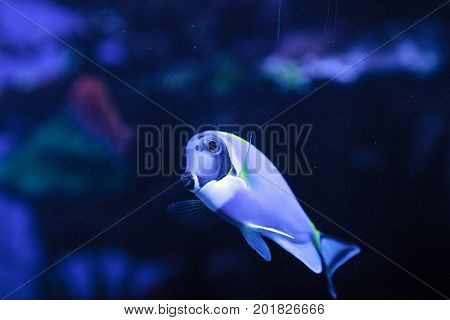 Powderblue Tang Fish Acanthurus Leucosternon