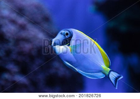 Powderblue Tang Fish Acanthurus Leucosternon