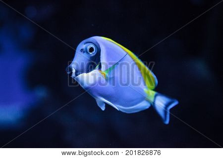 Powderblue Tang Fish Acanthurus Leucosternon