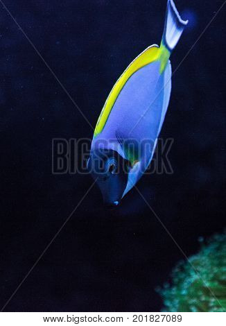 Powderblue Tang Fish Acanthurus Leucosternon