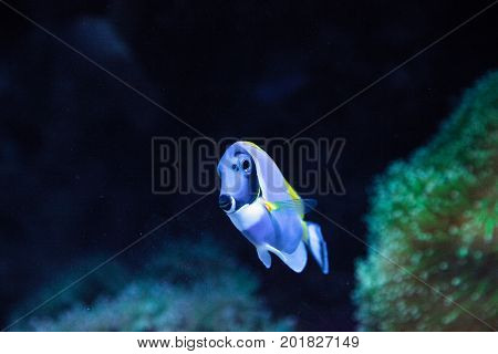 Powderblue Tang Fish Acanthurus Leucosternon