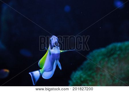 Powderblue Tang Fish Acanthurus Leucosternon