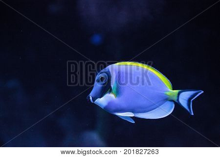 Powderblue Tang Fish Acanthurus Leucosternon