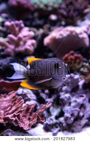 Tomini Tang Fish Ctenochaetus Tominiensis