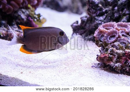 Tomini Tang Fish Ctenochaetus Tominiensis