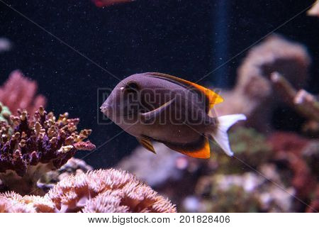 Tomini Tang Fish Ctenochaetus Tominiensis