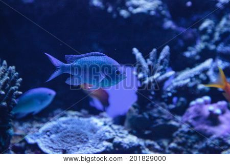 Blue Green Vanderbilts Chomis Fish, Chromis Vanderbilti
