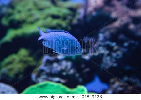 Blue Green Vanderbilts Chomis Fish, Chromis Vanderbilti