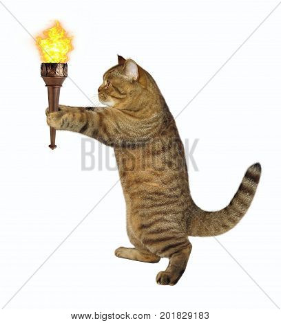 The cat is holding a burning torch. White background.