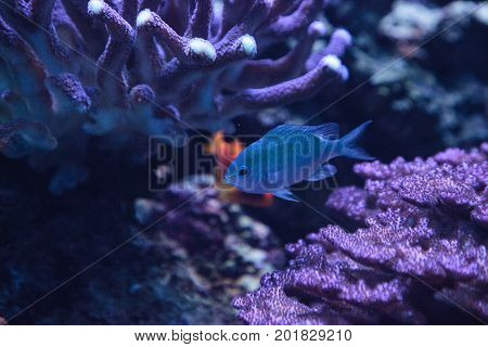 Blue Green Vanderbilts Chomis Fish, Chromis Vanderbilti