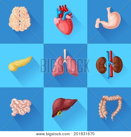 Human internal organs set with brain heart stomach pancreas intestines lungs kidneys and liver isolated vector illustration