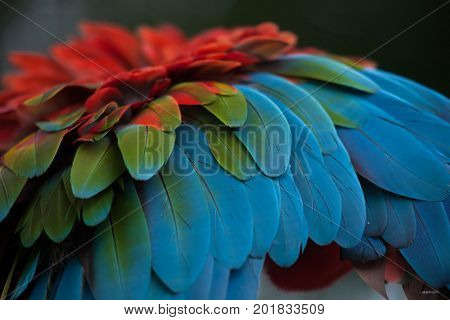 Green-winged macaw (Ara chloropterus), also known as the red-and-green macaw. Plumage texture.