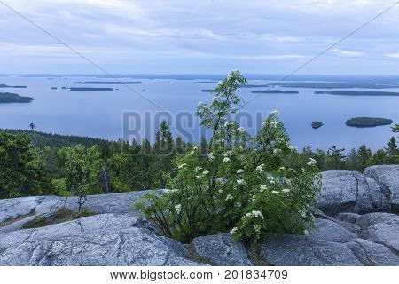 View of lake Pielinen, from Ukko-Koli hill in Karelia, Finland. Rock and rowan this side, overcast.
