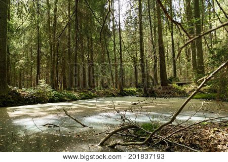 Springtime alder bog forest with standing water.