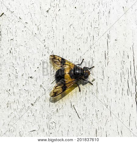 close up of fly. backround is white board.