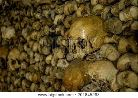 Bones skeletons and skulls stack on top of each other