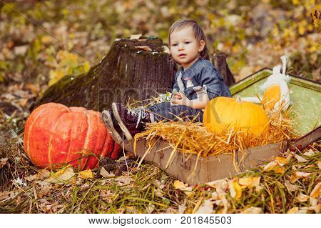 Little girl in nature sitting in open suitcase with hay. Outings - the forest in autumn. Nearby are large pumpkin and tree stump.