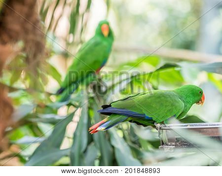 Green Indian Ringneck Parakeet, Colorful Parrot in the Bird Park