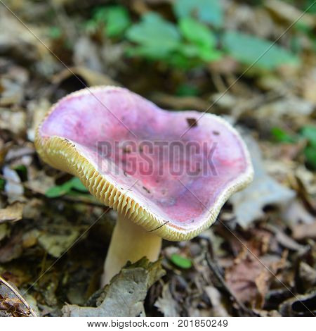 a russula olivacea mushroom in beech forest