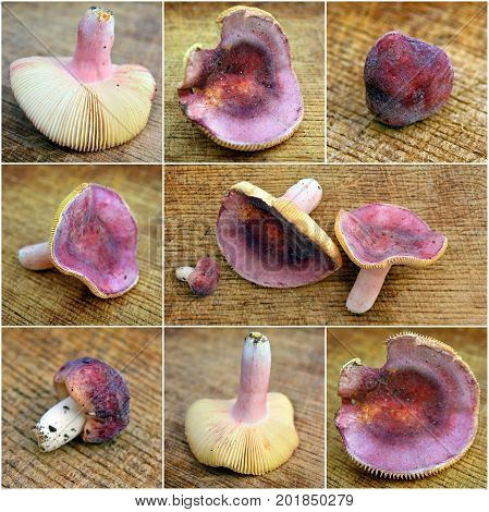different shots of russula olivacea mushroom collage