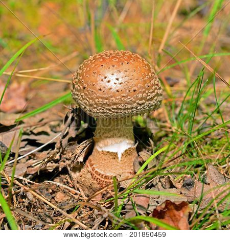 an edible amanita rubescens mushroom in the forest