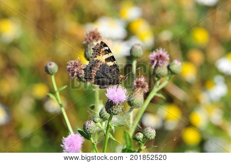 Butterfly Small Tortoiseshell. The small tortoiseshell is a colourful Eurasian butterfly in the family Nymphalidae.