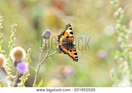 Butterfly Small Tortoiseshell. The small tortoiseshell is a colourful Eurasian butterfly in the family Nymphalidae.