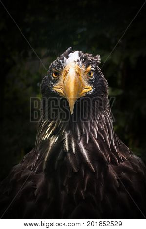 Predator eagle in full face. Self-confidence and purposefulness. Singleness and ready for war