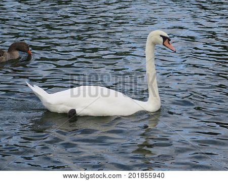 Mute Swan Floating Along On River