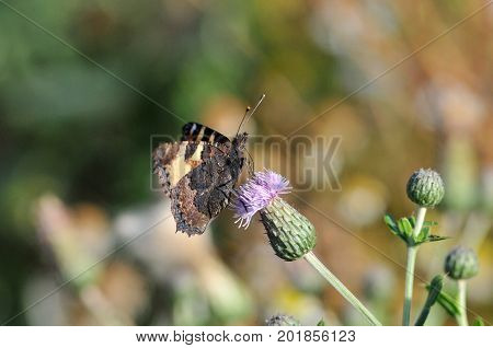 Butterfly Small Tortoiseshell. The small tortoiseshell is a colourful Eurasian butterfly in the family Nymphalidae.