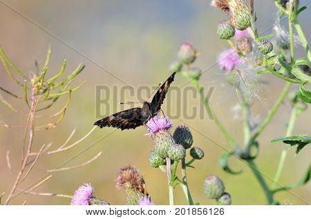 Butterfly Small Tortoiseshell. The small tortoiseshell is a colourful Eurasian butterfly in the family Nymphalidae.