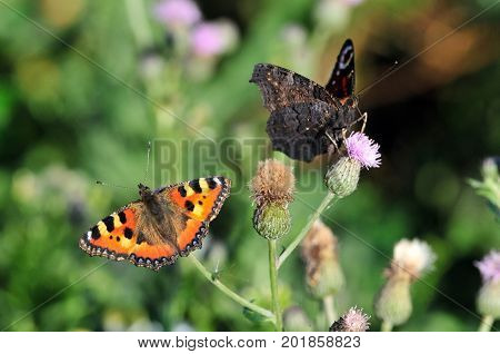 Butterfly Small Tortoiseshell. The small tortoiseshell is a colourful Eurasian butterfly in the family Nymphalidae. Aglais io, European peacock butterfly.