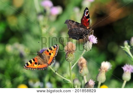 Butterfly Small Tortoiseshell. The small tortoiseshell is a colourful Eurasian butterfly in the family Nymphalidae. Aglais io, European peacock butterfly.