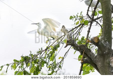 The white stork is hunting in the jungle. These birds are grouped and should be preserved in the natural world